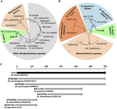 InnB, a Novel Type III Effector of Bradyrhizobium elkanii USDA61, Controls Symbiosis With Vigna Species